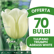 Tulpenzwiebeln 'Triumph', Agrasweiß (7er-Packung)