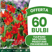 PRAESTANS ZWANENBURG MEHRBLUMEN-TULPE (10ER-PACKUNG)