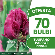 TULIPE PRINCE PERROQUET (PAQUET DE 7 BULBES)