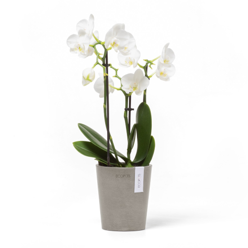 Vaso Per Orchidee Morinda D11 H12.5 Talpa Ecopots