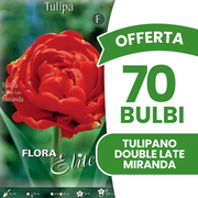 Offerta 70 Bulbi di Tulipano Double Late Miranda