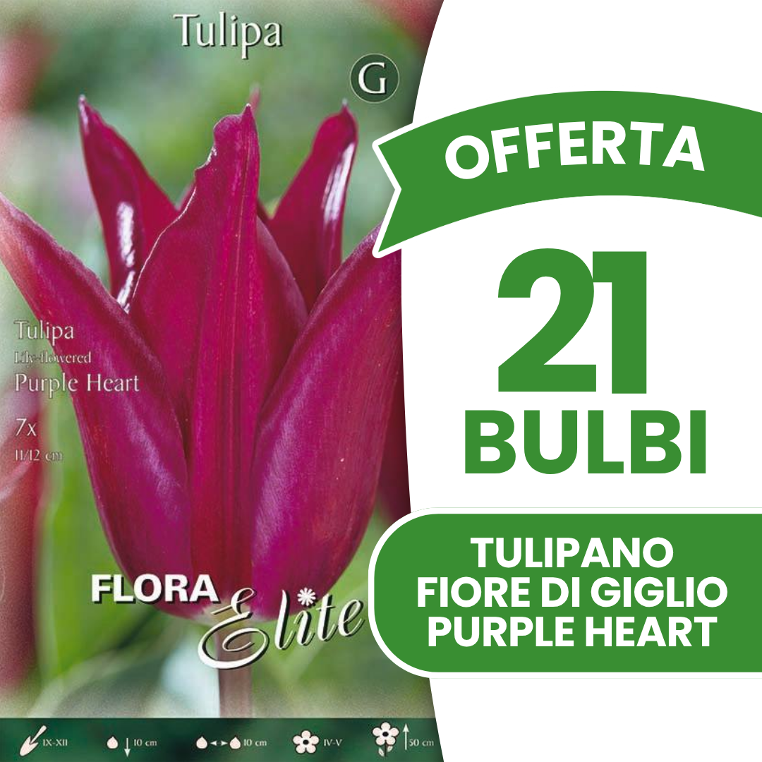 Offerta 21 Bulbi di Tulipano Fiore di Giglio Purple Heart