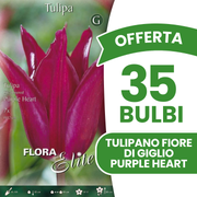 Offerta 35 Bulbi di Tulipano Fiore di Giglio Purple Heart