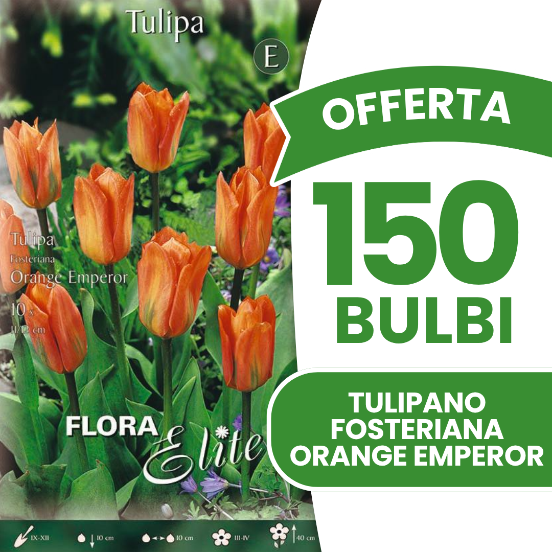 Offerta 150 Bulbi di Tulipano Fosteriana Orange Emperor