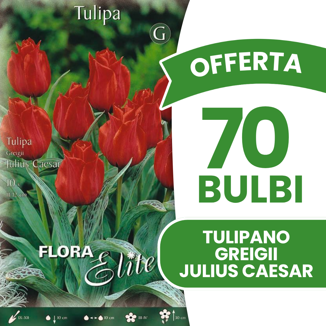 Offerta 70 Bulbi di Tulipano Greigii Julius Caesar