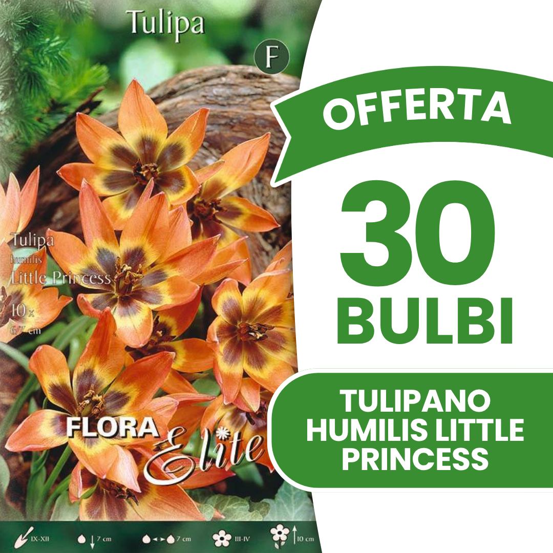 Offerta 30 Bulbi di Tulipano Humilis Little Princess