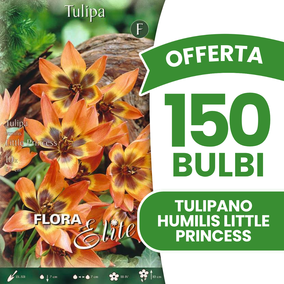 Offerta 150 Bulbi di Tulipano Humilis Little Princess