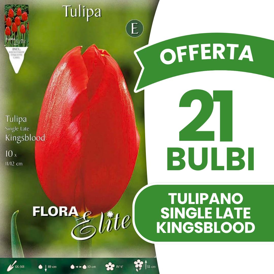 Offerta 21 Bulbi di Tulipano Single Late Kingsblood