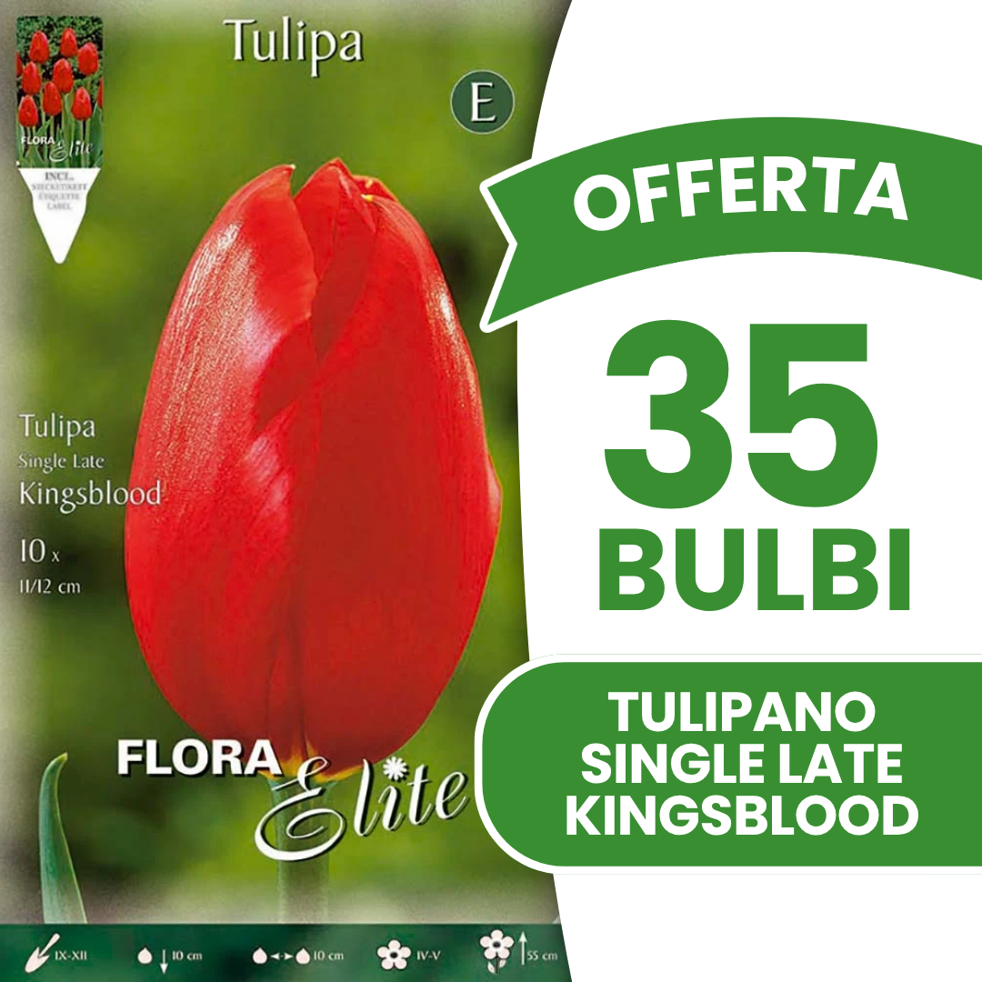 Offerta 35 Bulbi di Tulipano Single Late Kingsblood