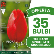 Offerta 35 Bulbi di Tulipano Single Late Kingsblood