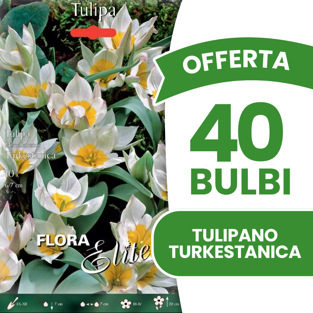 Offerta 40 Bulbi di Tulipano Turkestanica