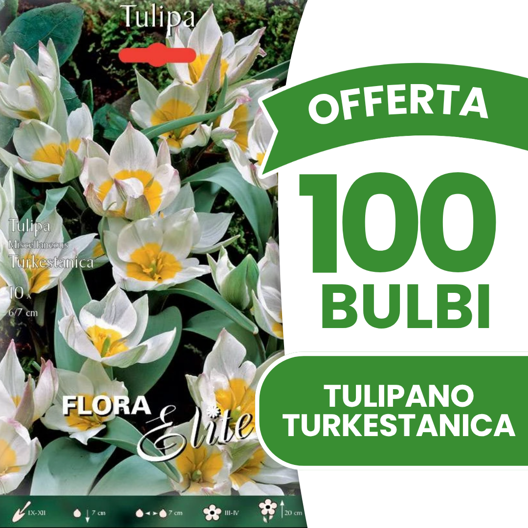 Offerta 100 Bulbi di Tulipano Turkestanica