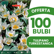 Offerta 100 Bulbi di Tulipano Turkestanica