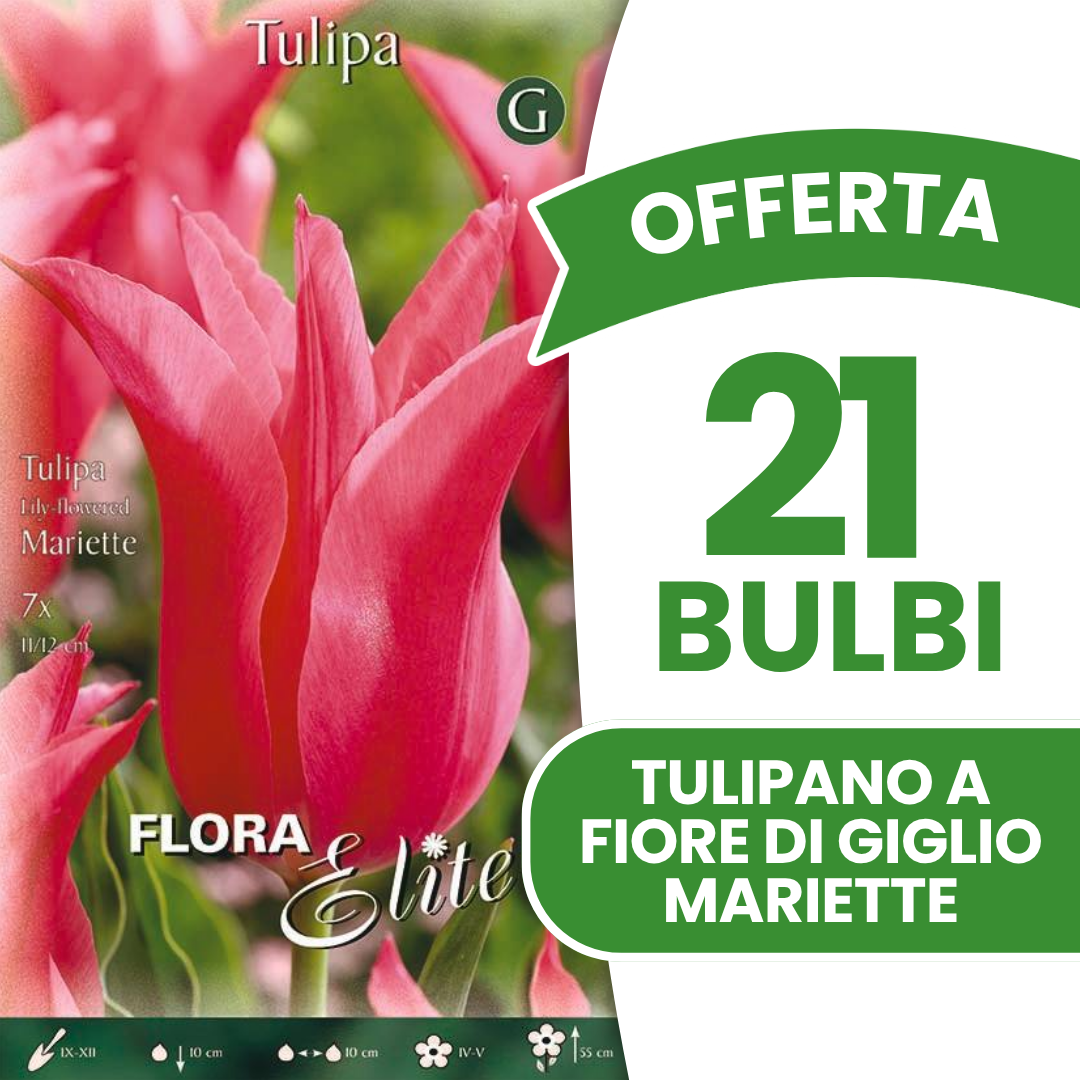 Offerta 21 Bulbi Tulipano a Fiore di Giglio Mariette