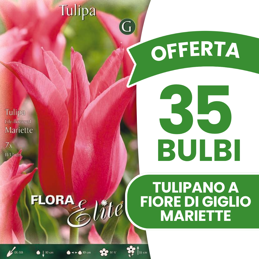 Offerta 35 Bulbi Tulipano a Fiore di Giglio Mariette