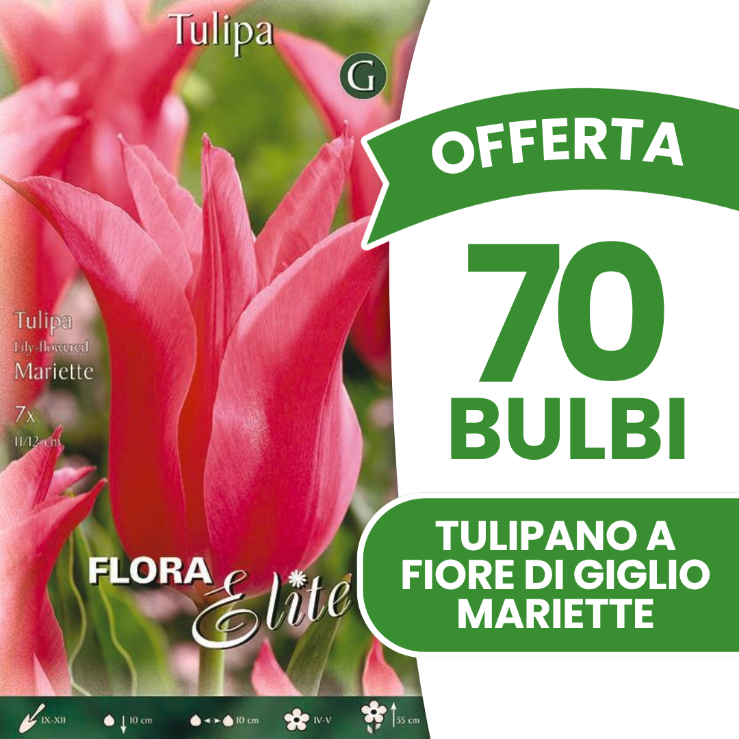 Offerta 70 Bulbi Tulipano a Fiore di Giglio Mariette