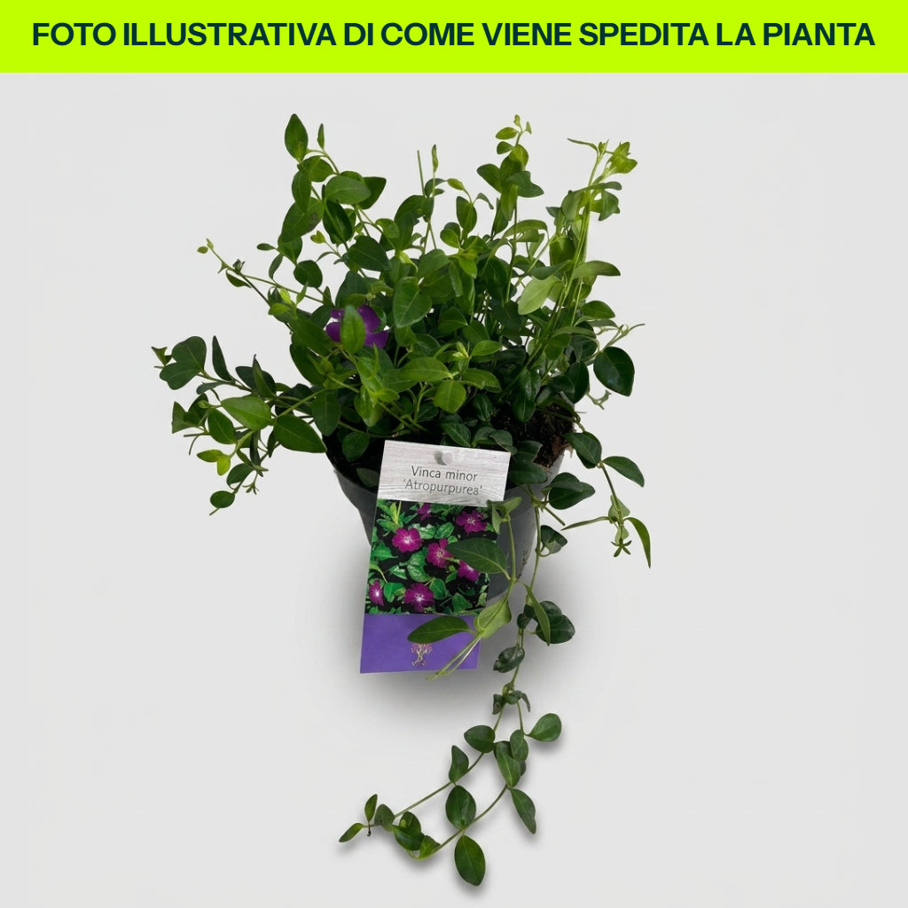 VINCA VIOLA ATROPURPUREA IN VASO 15CM