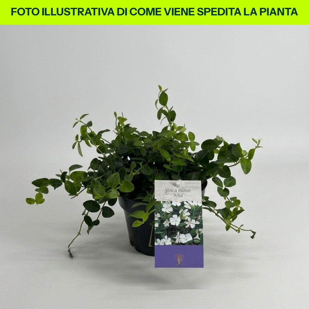 VINCA MINOR ALBA FIORE BIANCO IN VASO 15CM