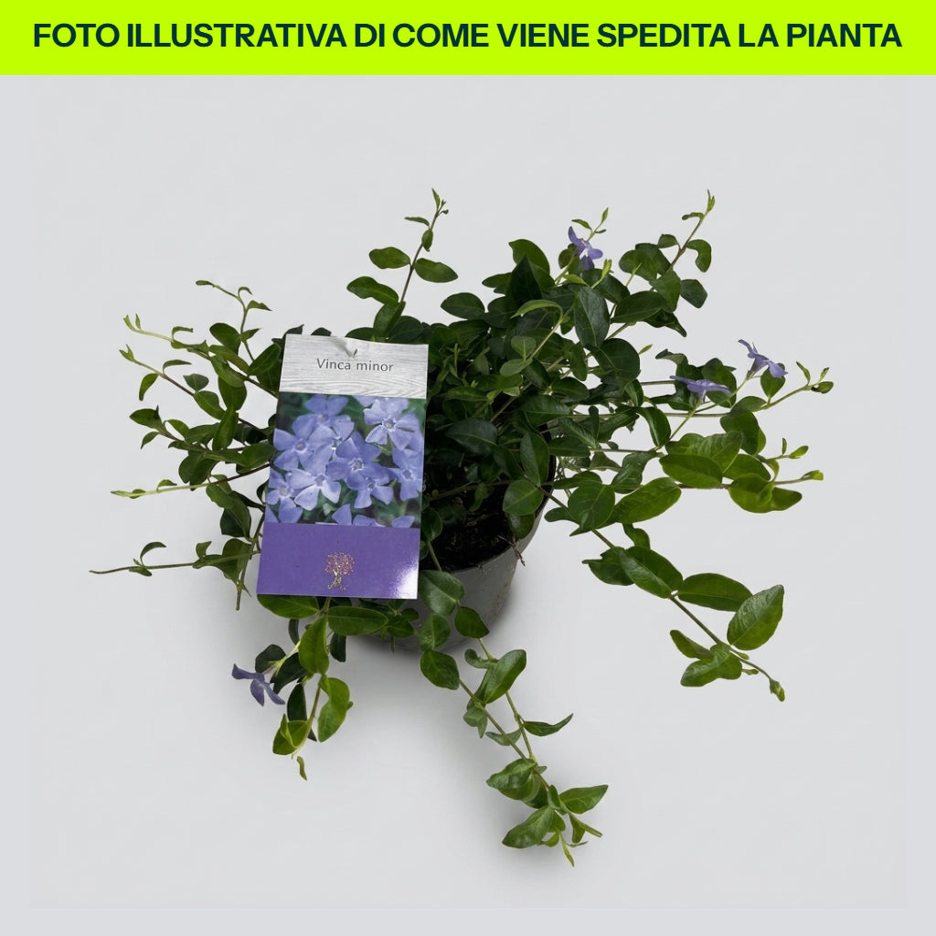 Immergrün (Vinca minor) blau im 17-cm-Topf