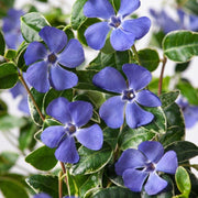 VIRCA ATROPURPUREA IN EINEM 16-CM-TOPF