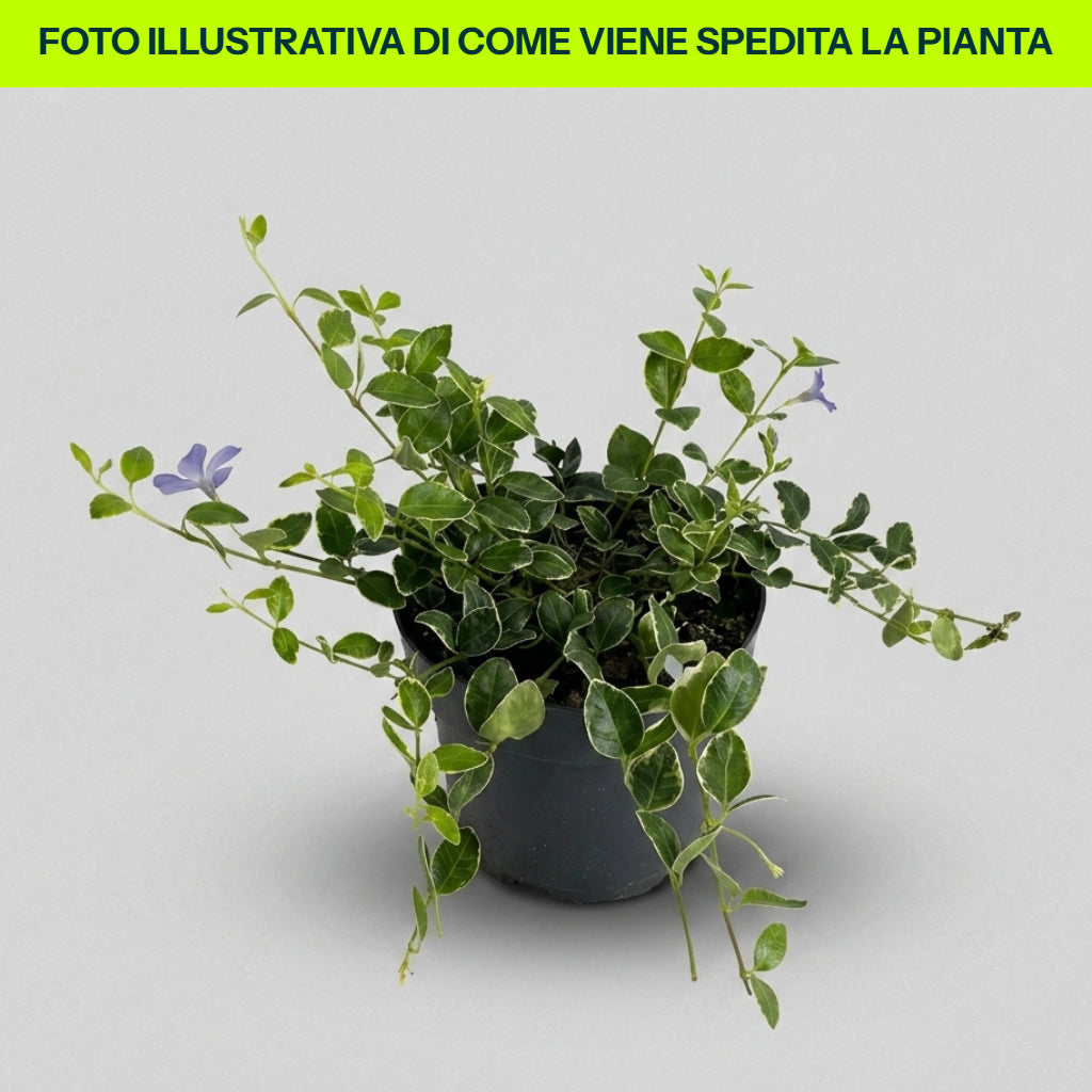 VIRCA ATROPURPUREA IN EINEM 16-CM-TOPF