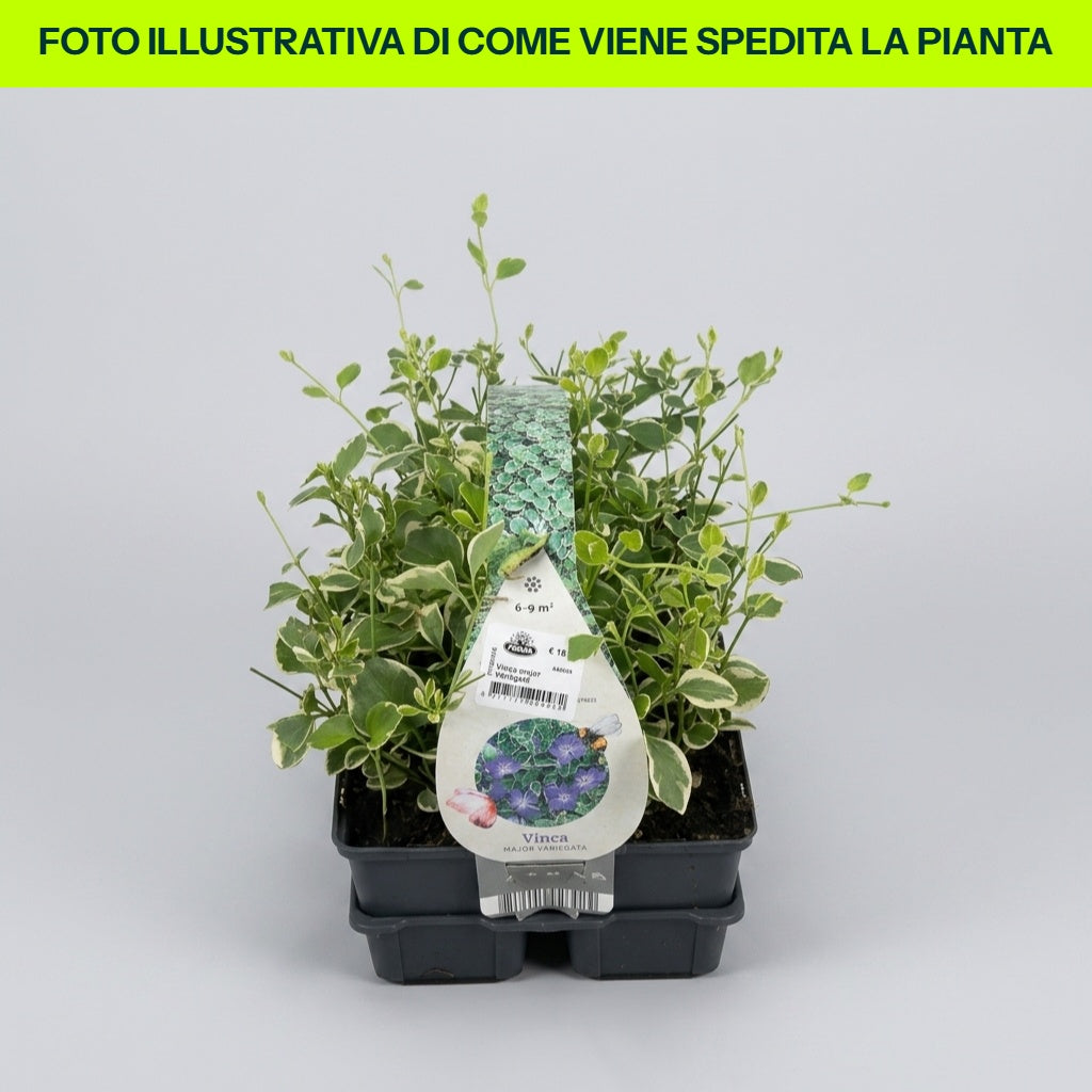 VINCA MAJOR VARIEGATA CLAYETTE VASCHETTA DA 6 PIANTINI IN VASETTI 9CM