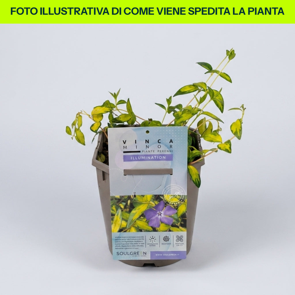 Guzmania Yeltix en pot de 12 cm