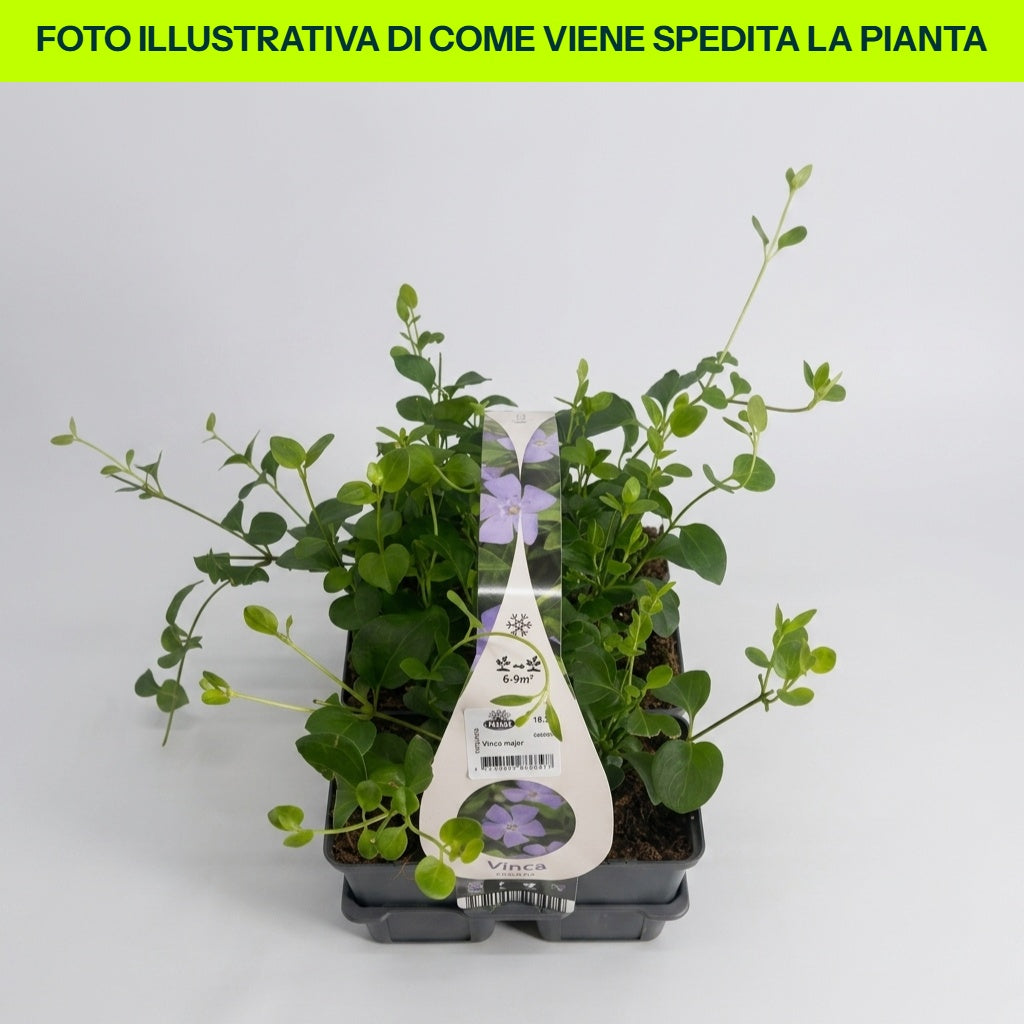 VINCA MAJOR CLAYETTE VASCHETTA DA 6 PIANTINI IN VASETTI 9CM