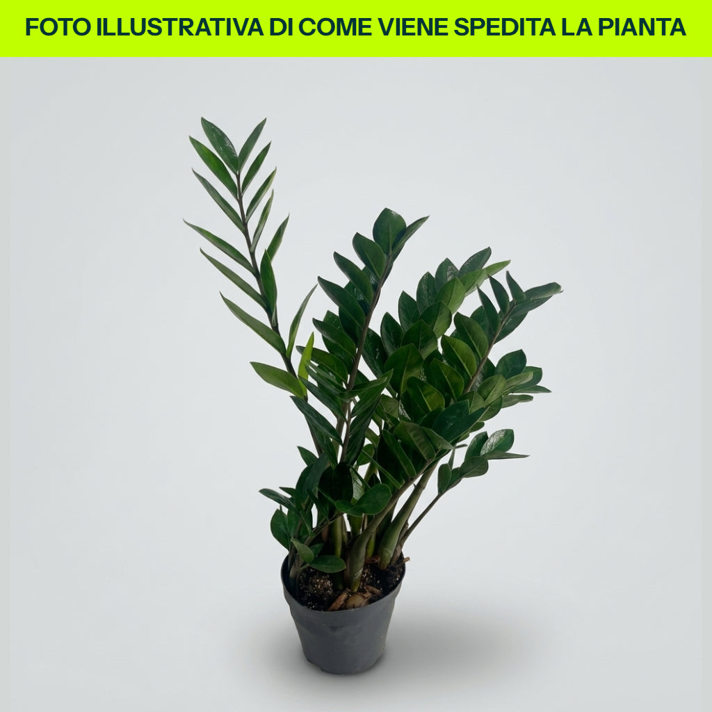 ZAMIOCULCAS IN VASO 14CM
