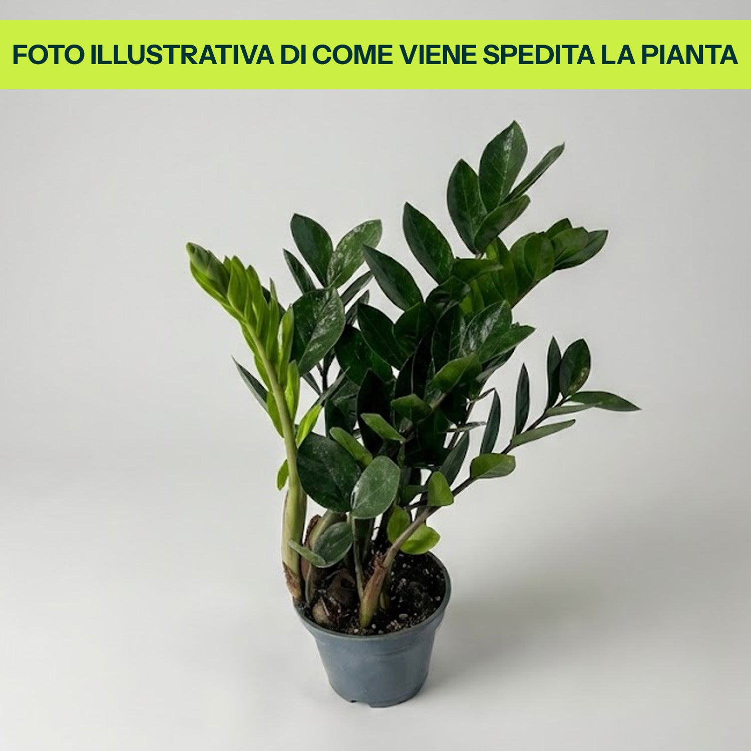 Guzmania Yeltix en pot de 12 cm
