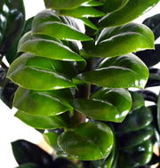 Guzmania Yeltix en pot de 12 cm
