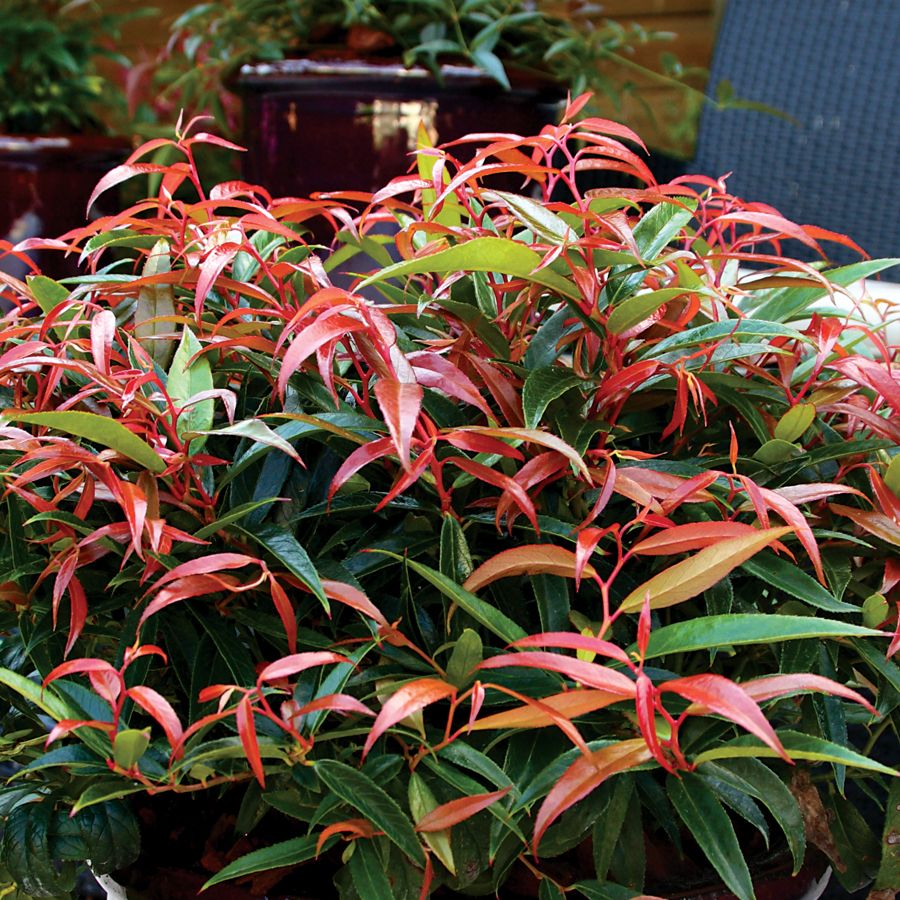 LEUCOTHOE KEISKEI BURNING LOVE VASO 17CM