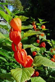 PHYSALIS ALKEKENGI CHINESE LANTERN VASO 23CM