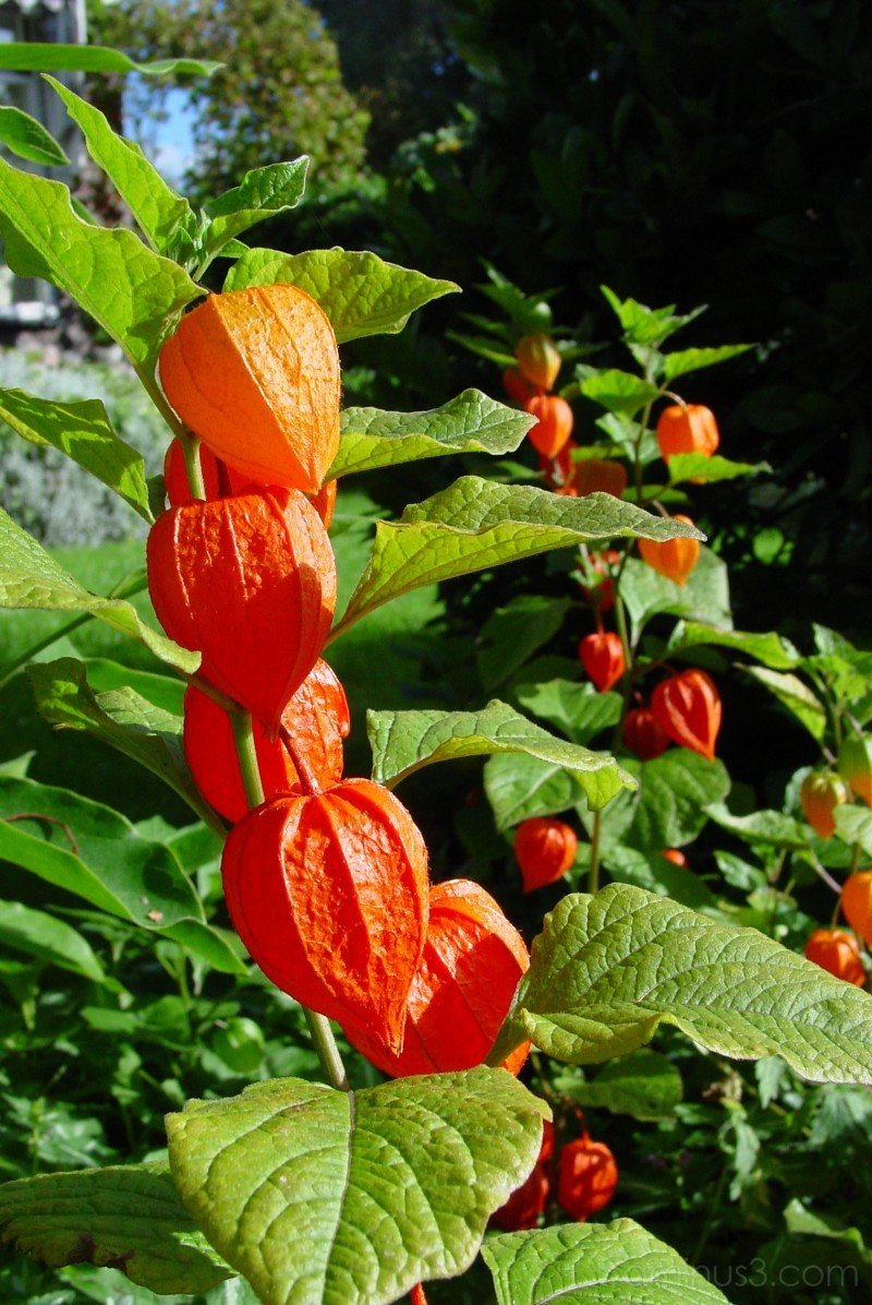 PHYSALIS ALKEKENGI CHINESE LANTERN VASO 23CM