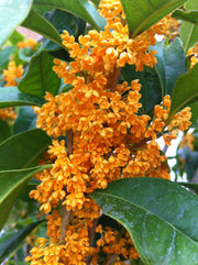 OSMANTHUS FRAGRANS OLEA FRAGRANS ARANCIO VASO 18CM