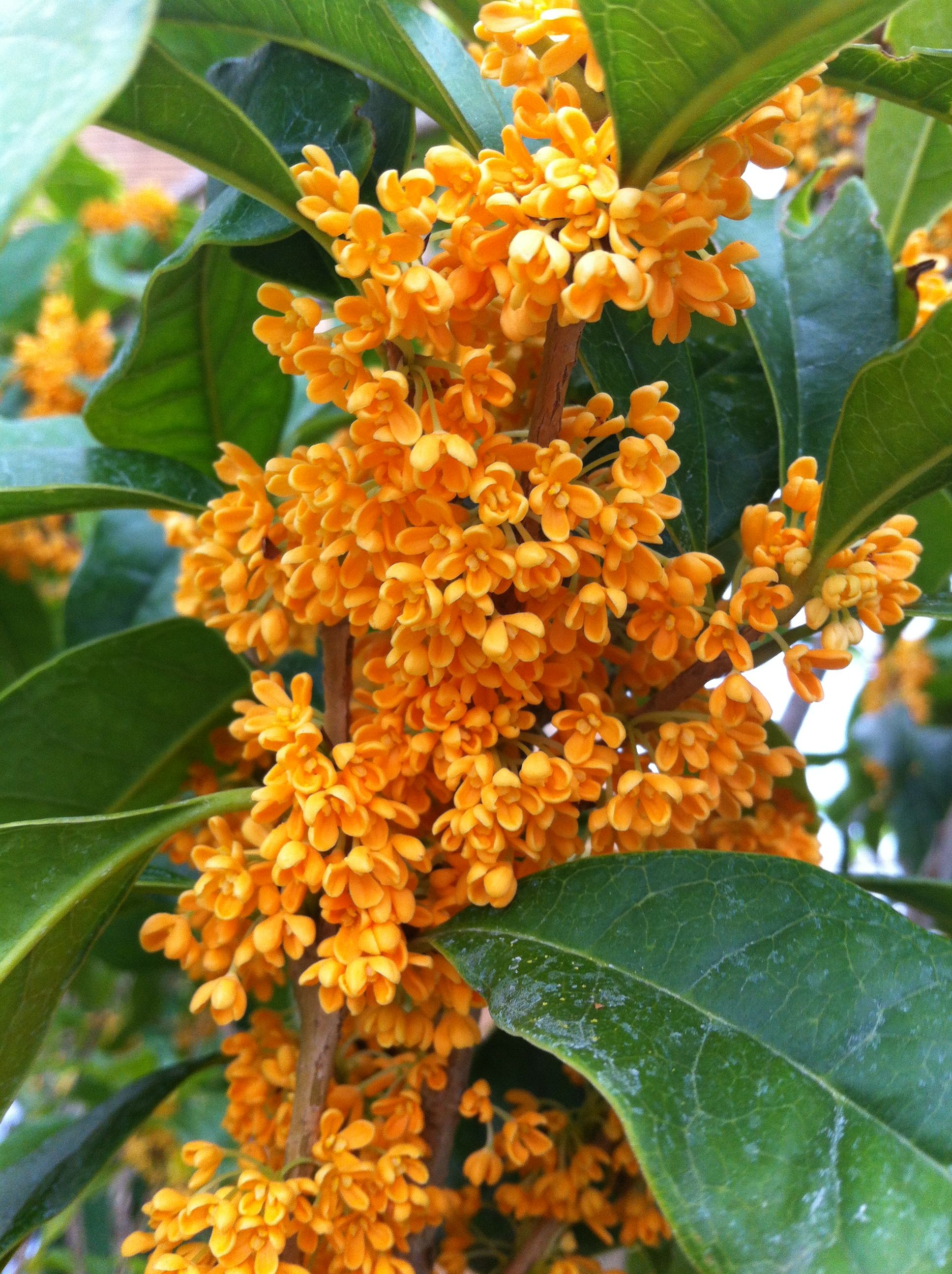 OSMANTHUS FRAGRANS OLEA FRAGRANS ARANCIO VASO 18CM