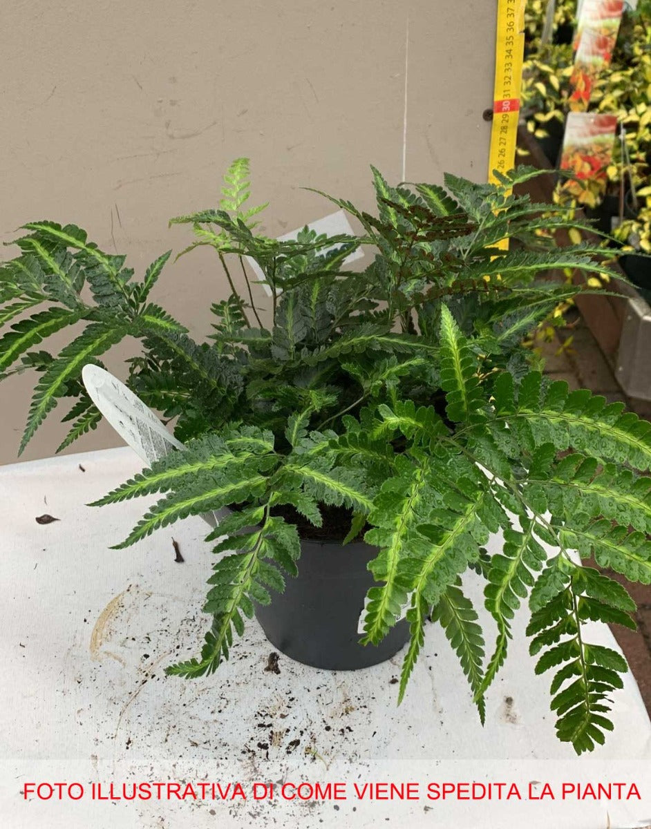 FELCE ARACHNOIDES ARISTATA VARIEGATA VASO 19CM