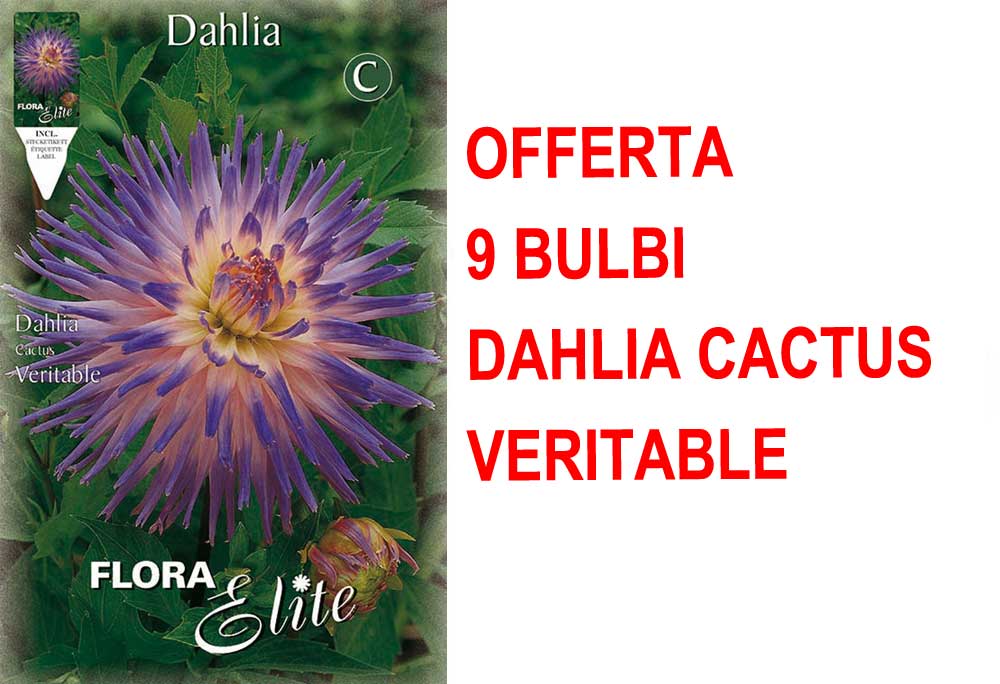 OFFERTA 9 BULBI DI DAHLIA CACTUS VERITABLE