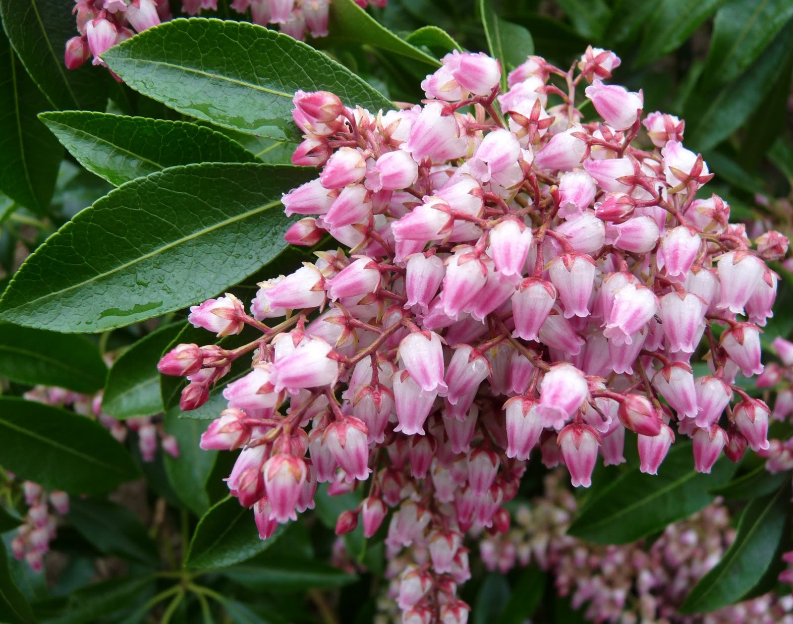 PIERIS JAPONICA VALLEY ROSE VASO 18CM
