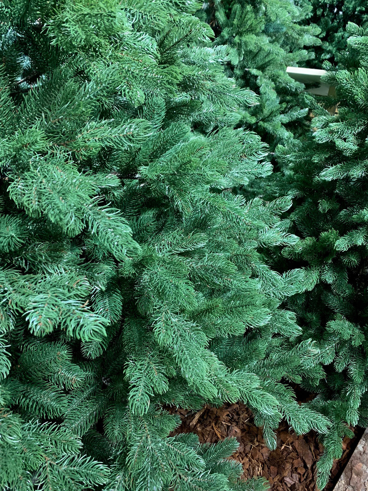 ALBERO DI NATALE 180CM SACCARELLO VERDE