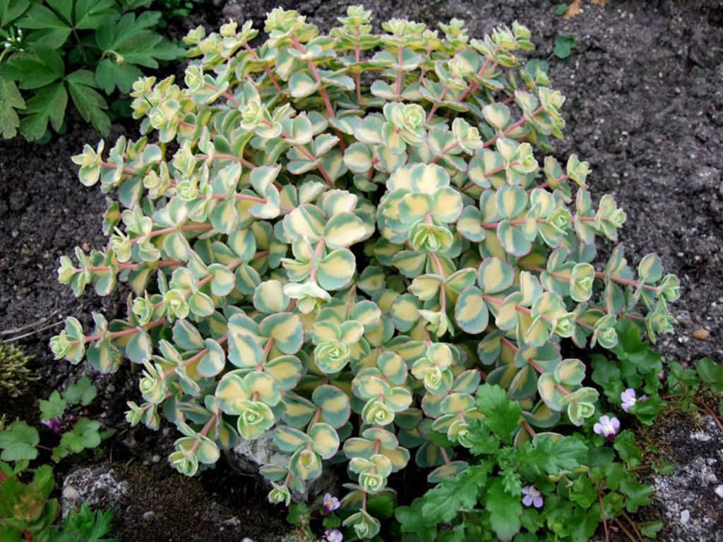 3 PIANTE DI SEDUM SIEBOLDII MEDIOVARIGATUM VASO 9CM