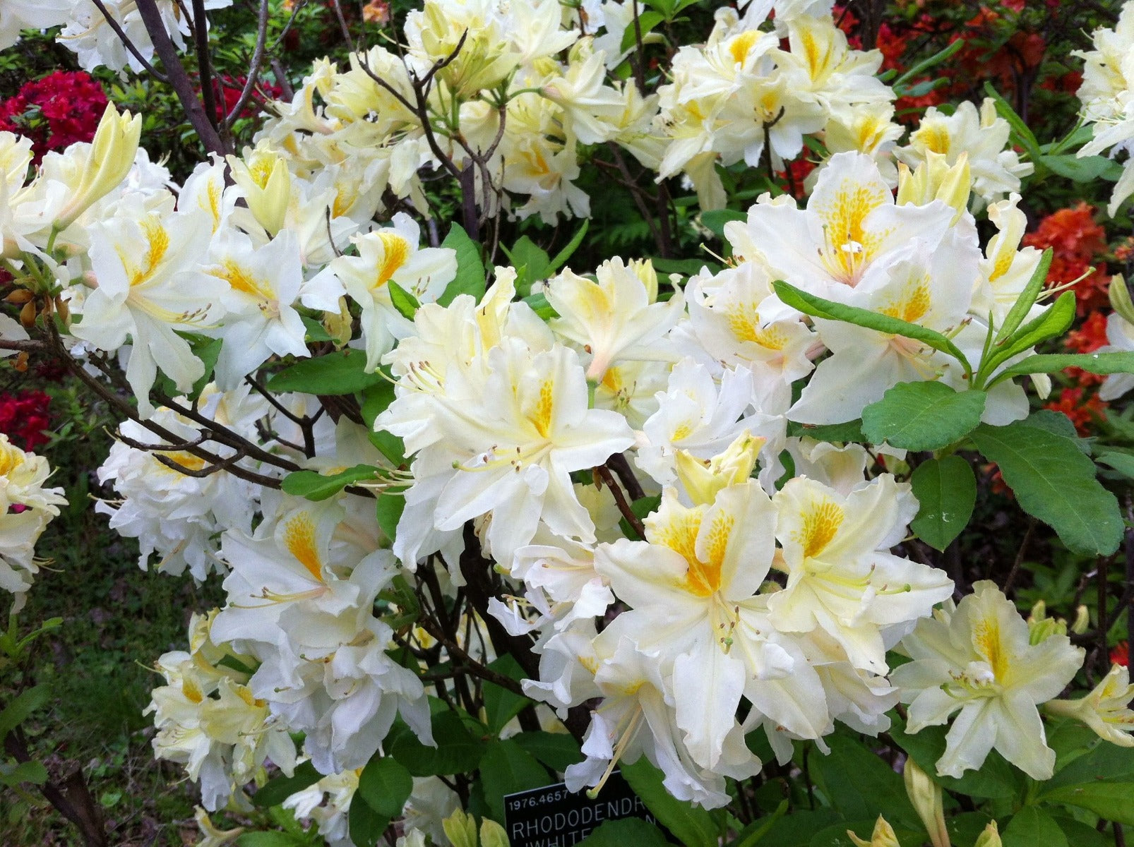 AZALEA NORTHERN HIGHLIGHTS VASO 17CM