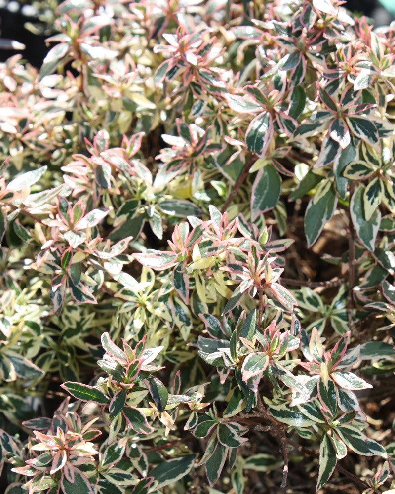 ABELIA GRANDIFLORA CONFETTI VASO 11CM
