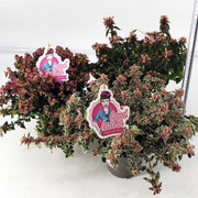 ABELIA IN VASO DA 13CM VARIETA' ASSORTITA