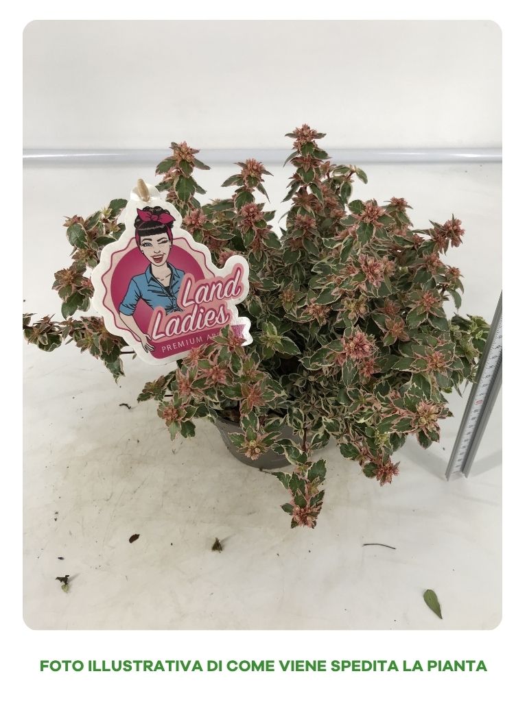 ABELIA IN VASO DA 13CM VARIETA' ASSORTITA