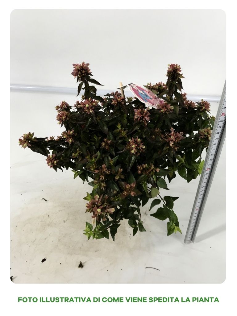 ABELIA IN VASO DA 13CM VARIETA' ASSORTITA