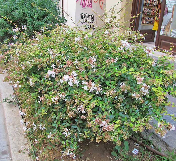 ABELIA GRANDIFLORA NANA VASO 18CM