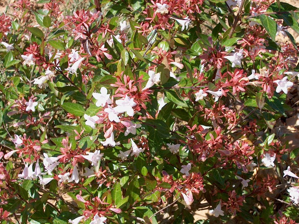 ABELIA GRANDIFLORA VASO 11CM