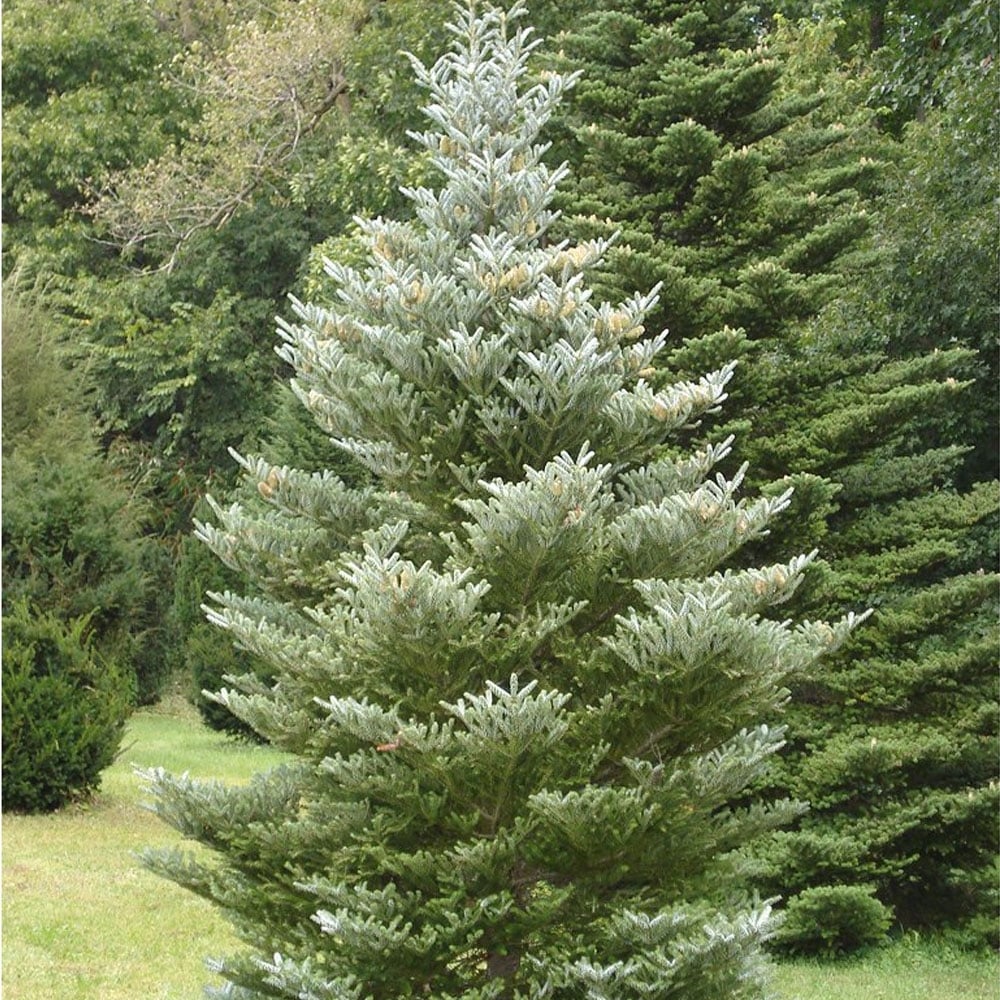 ABIES KOREANA IN VASO 23CM