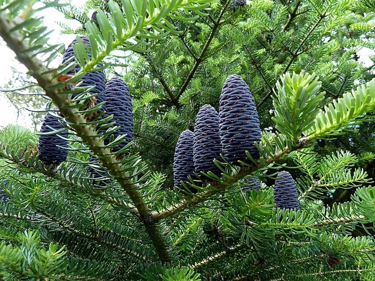 ABIES KOREANA IN VASO 23CM